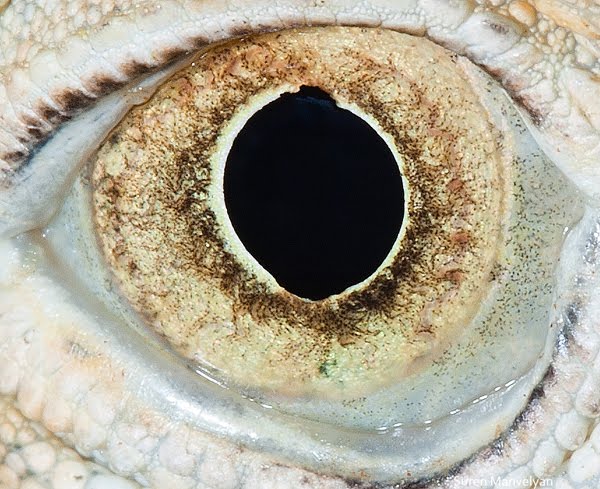 Beautiful Photos of Animal Eyes by Suren Manvelyan